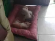 Lico, Leon e Ninha