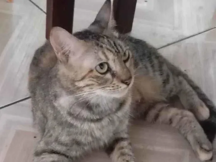 Gato ra a  idade 2 anos nome Mequinha