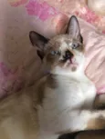 Cacau