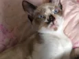 Cacau