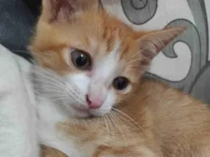 Gato raça Gato idade 2 a 6 meses nome 2 meses