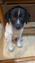 Pancho
