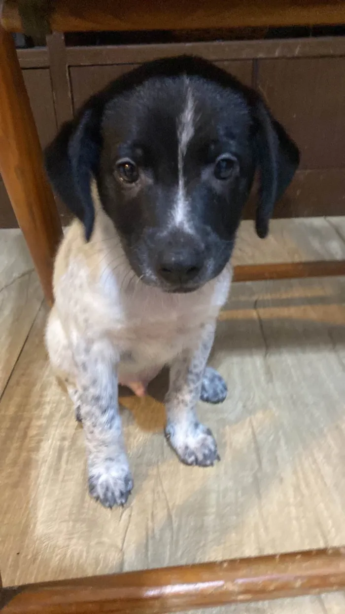 Cachorro ra a SRD-ViraLata idade 2 a 6 meses nome Pancho