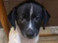 Pancho