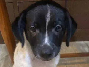 Cachorro raça SRD-ViraLata idade 2 a 6 meses nome Pancho