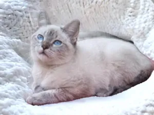 Gato raça  idade 2 a 6 meses nome Baruk