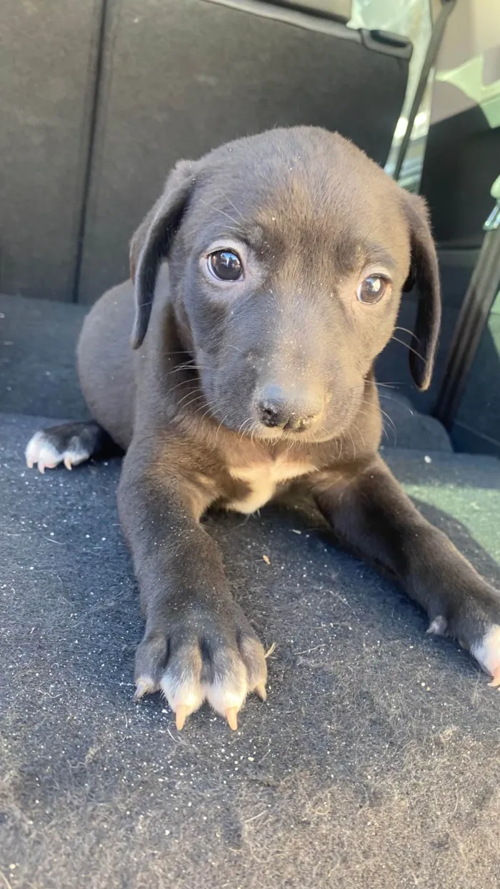 Cachorro ra a SRD-ViraLata idade 2 a 6 meses nome Buddy