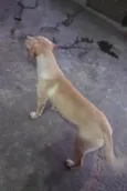 Pandora, Marley e Spike