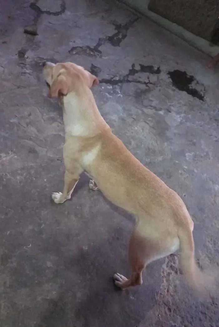Cachorro ra a Pitbull e Vira-lata idade 2 anos nome Pandora, Marley e Spike