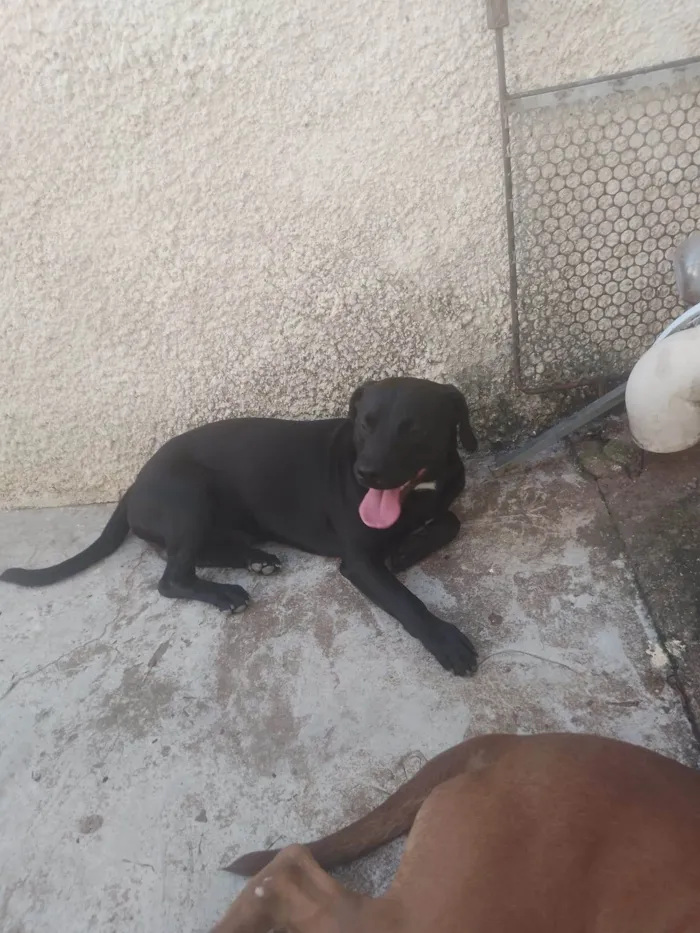 Cachorro ra a Pitbull e Vira-lata idade 2 anos nome Pandora, Marley e Spike