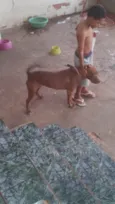 Pandora, Marley e Spike