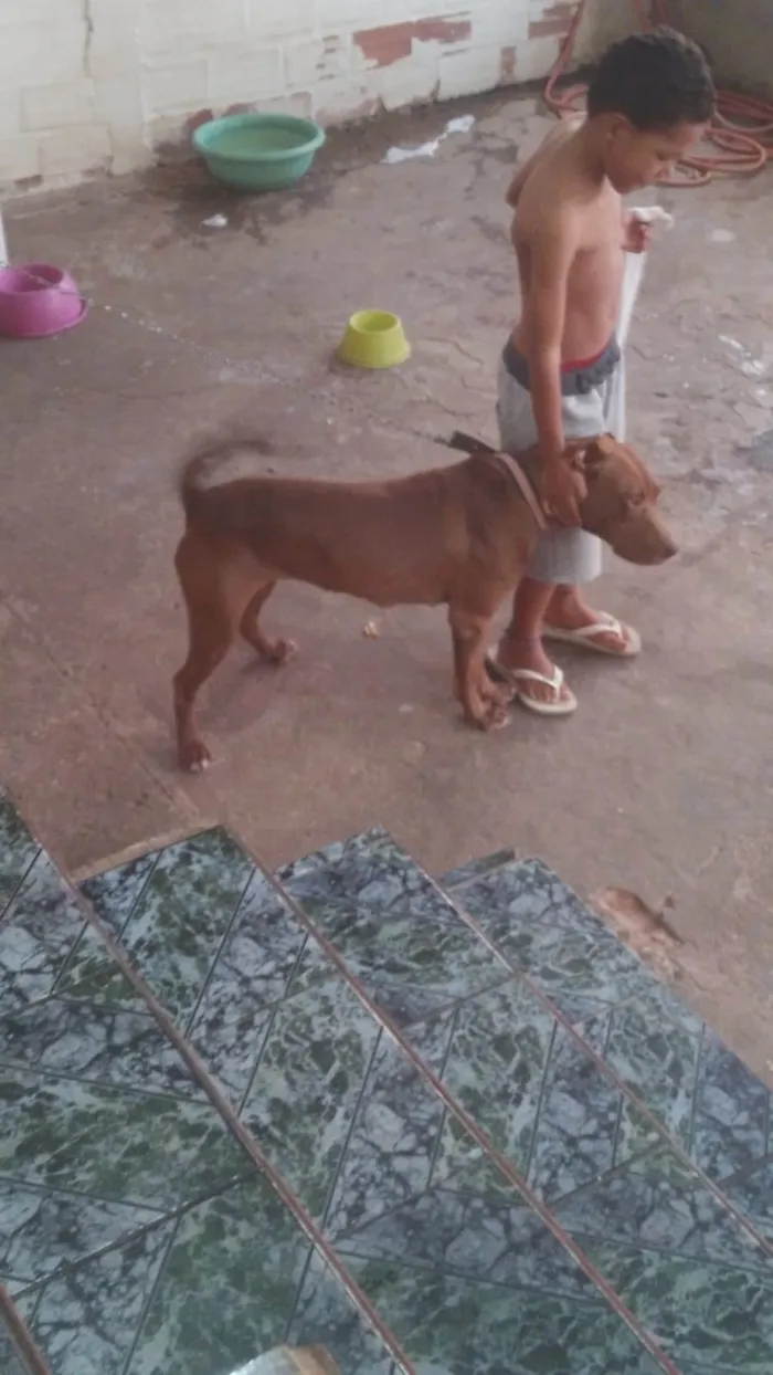Cachorro ra a Pitbull e Vira-lata idade 2 anos nome Pandora, Marley e Spike