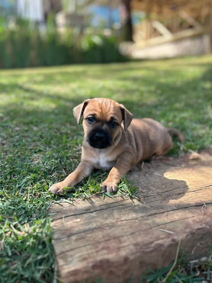 Cachorro ra a SRD-ViraLata idade Abaixo de 2 meses nome Lucca