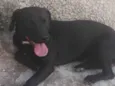 Pandora, Marley e Spike