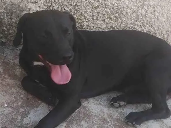Cachorro ra a Pitbull e Vira-lata idade 2 anos nome Pandora, Marley e Spike