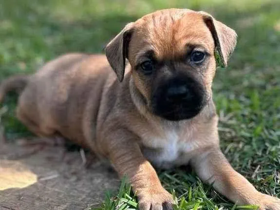 Cachorro ra a SRD-ViraLata idade Abaixo de 2 meses nome Lucca