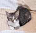 BERTA