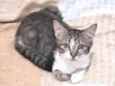 BERTA