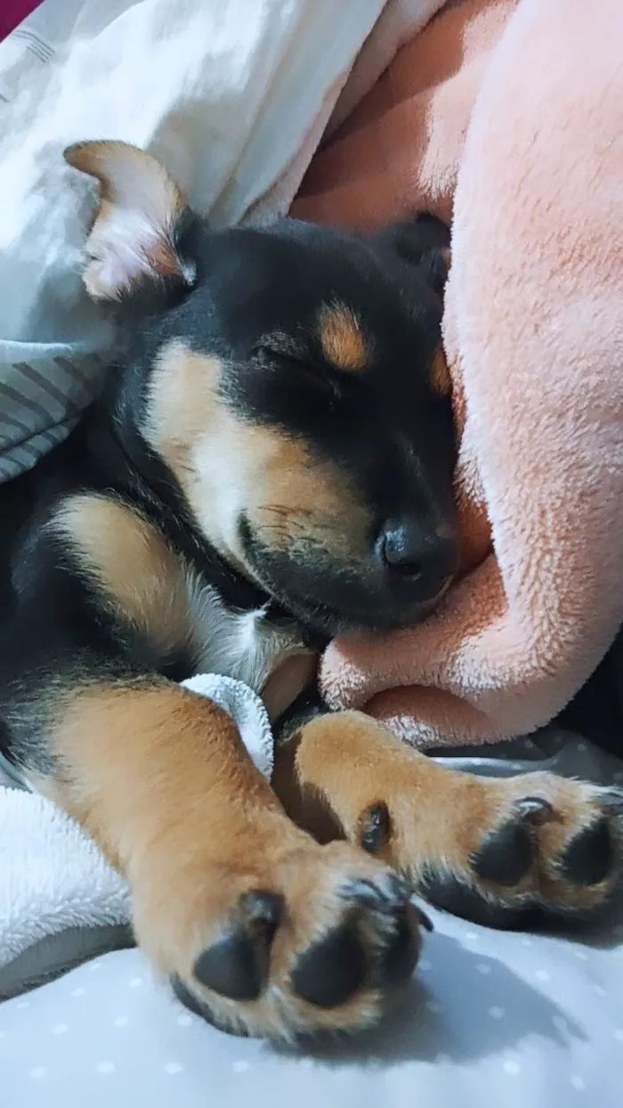 Cachorro ra a da rua idade 2 a 6 meses nome nao dei nome
