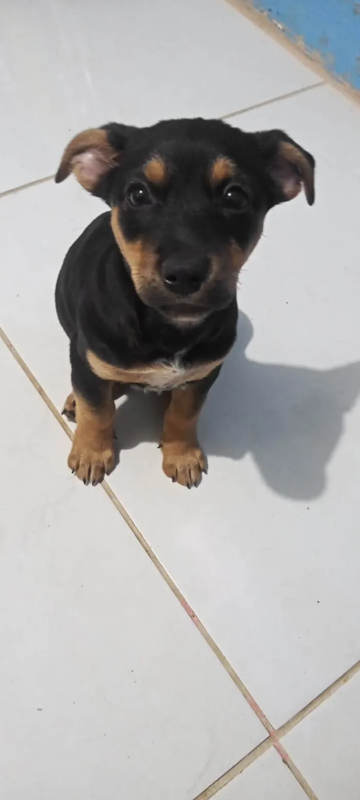 Cachorro ra a da rua idade 2 a 6 meses nome nao dei nome