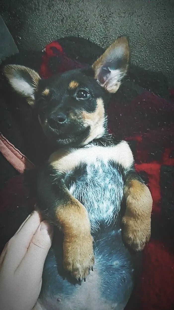 Cachorro ra a da rua idade 2 a 6 meses nome nao dei nome