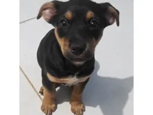 Cachorro raça da rua idade 2 a 6 meses nome nao dei nome