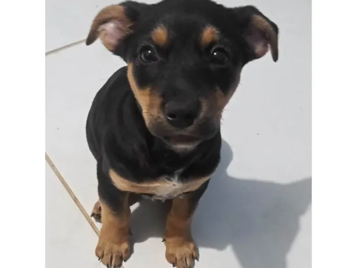Cachorro ra a da rua idade 2 a 6 meses nome nao dei nome