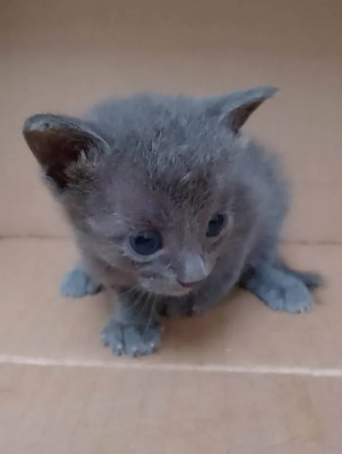 Gato ra a Sem raça definida  idade 2 a 6 meses nome Não tem nome 