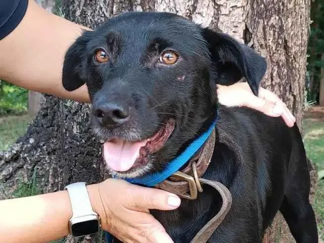 Cachorro ra a SRD-ViraLata idade 3 anos nome Ipanema 