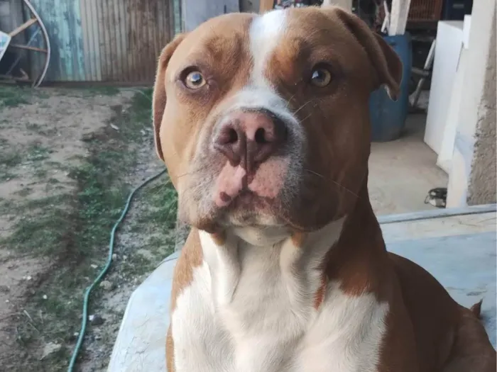 Cachorro ra a Pitbull  idade 1 ano nome Zeus
