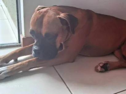 Cachorro raça Boxer idade 1 ano nome Bob