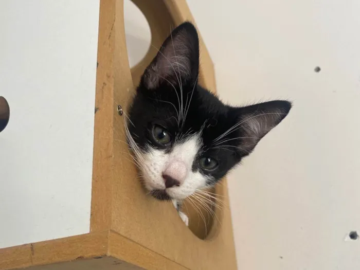 Gato ra a Srd idade Abaixo de 2 meses nome Pedro Henrique 
