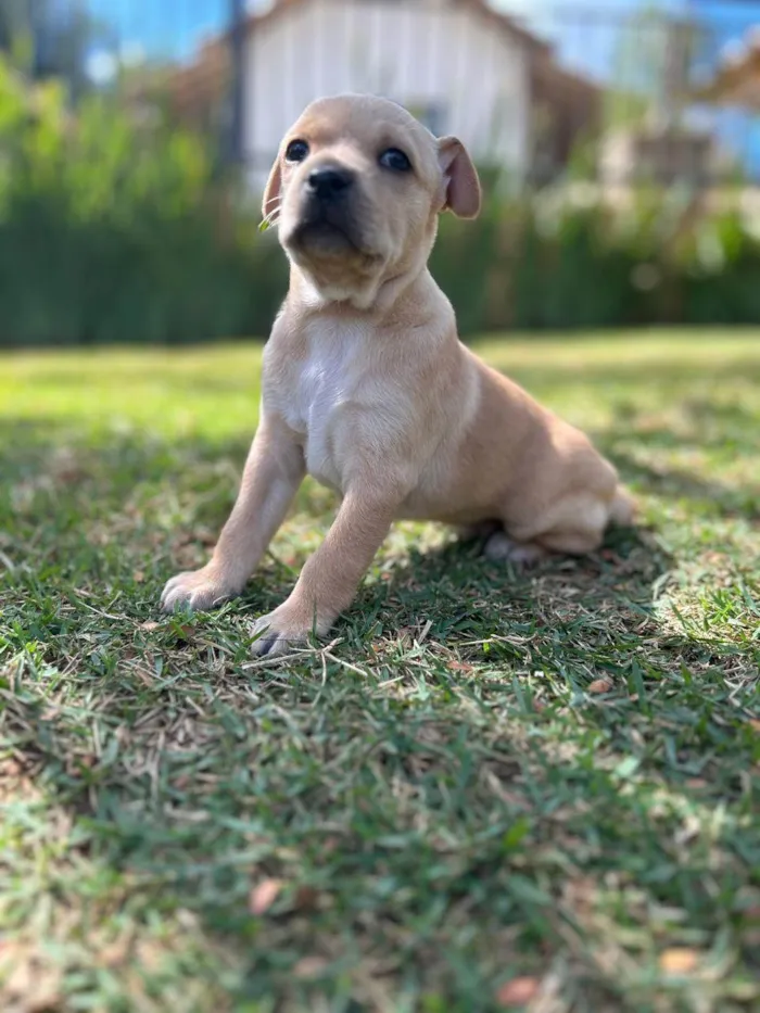 Cachorro ra a SRD idade Abaixo de 2 meses nome Alberto