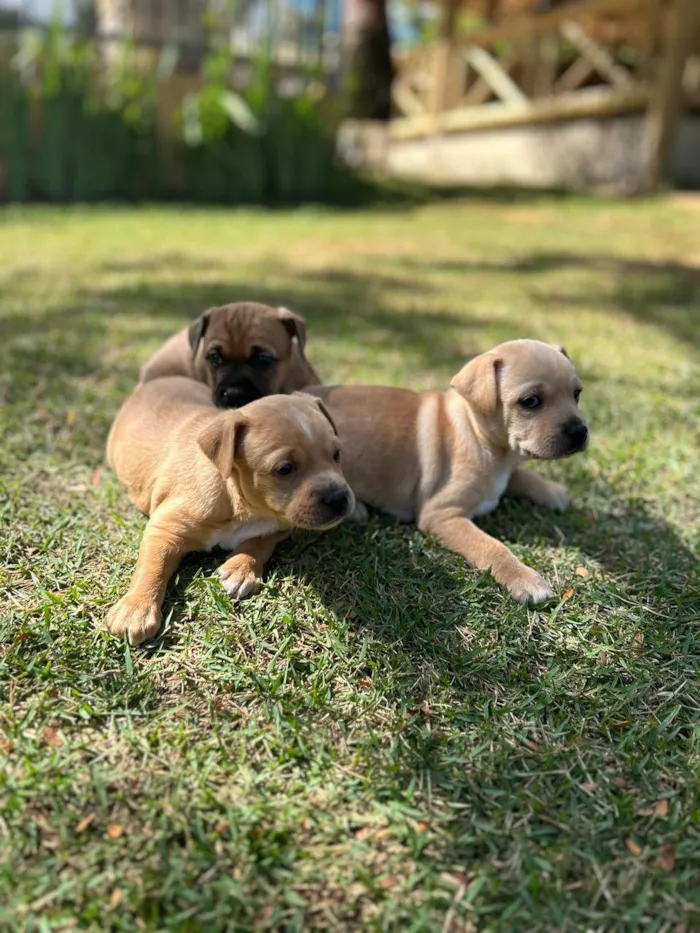Cachorro ra a SRD idade Abaixo de 2 meses nome Alberto