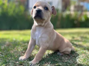 Cachorro raça SRD idade Abaixo de 2 meses nome Alberto