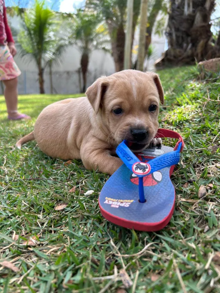 Cachorro ra a SRD idade Abaixo de 2 meses nome Bruno