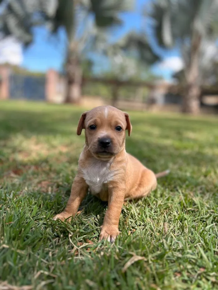 Cachorro ra a SRD idade Abaixo de 2 meses nome Bruno