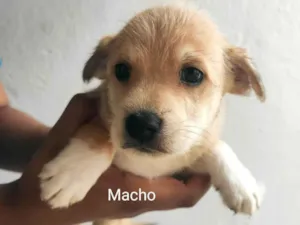 Cachorro raça Vira-Lata e Chaw Chaw idade Abaixo de 2 meses nome Sem nome 