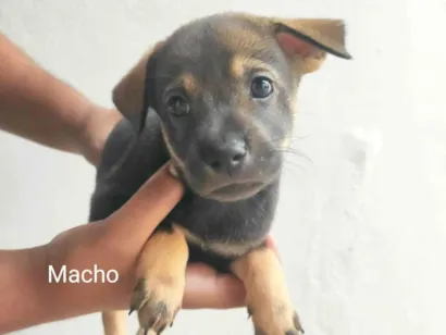 Cachorro raça Vira lata e Chaw Chaw  idade Abaixo de 2 meses nome Sem nome 3
