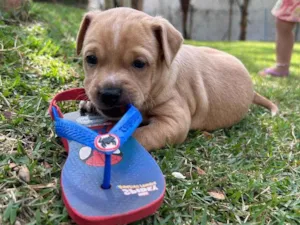 Cachorro raça SRD idade Abaixo de 2 meses nome Bruno