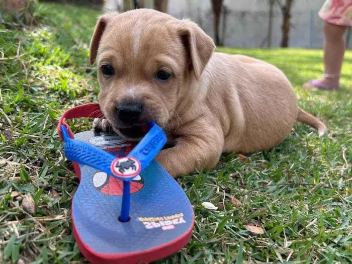 Cachorro ra a SRD idade Abaixo de 2 meses nome Bruno