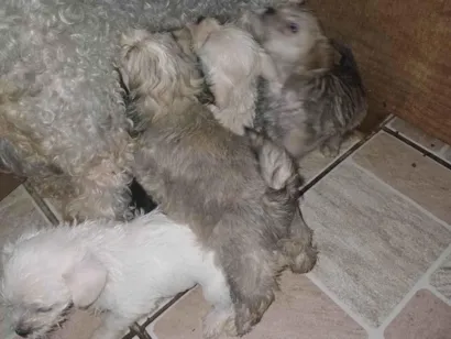 Cachorro raça Shitsu com poodle idade 2 a 6 meses nome Sem nome