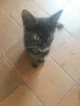Miau-Dota