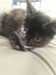Miau-Dota