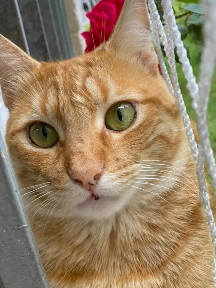 Gato ra a SRD-ViraLata idade 3 anos nome Leo