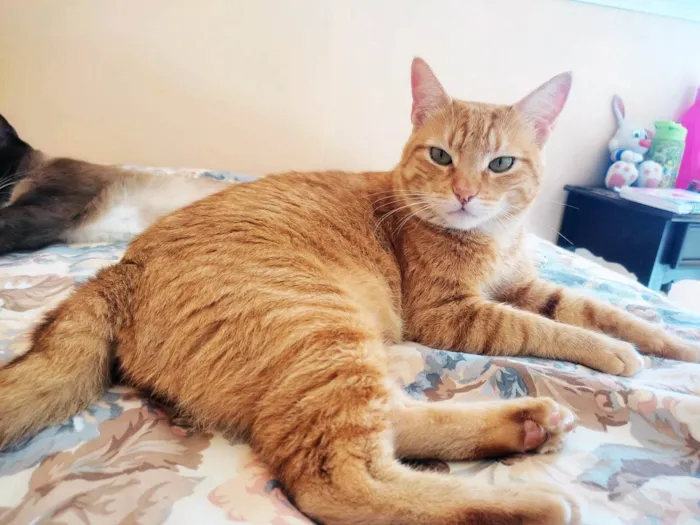 Gato ra a SRD-ViraLata idade 3 anos nome Leo