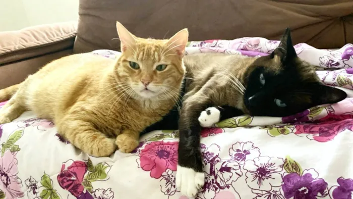 Gato ra a SRD-ViraLata idade 3 anos nome Leo