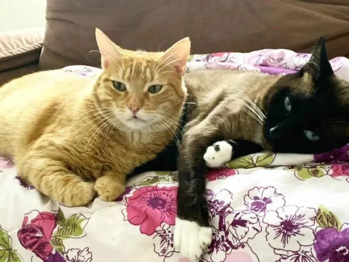 Gato ra a SRD-ViraLata idade 3 anos nome Leo