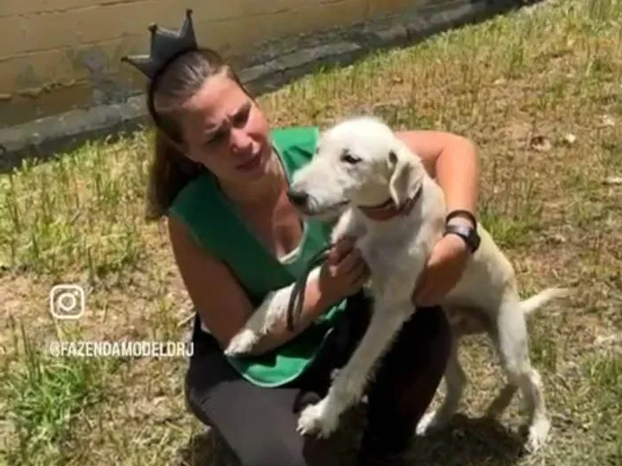 Cachorro ra a SRD-ViraLata idade 1 ano nome Costelinha