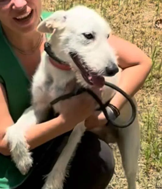 Cachorro ra a SRD-ViraLata idade 1 ano nome Costelinha